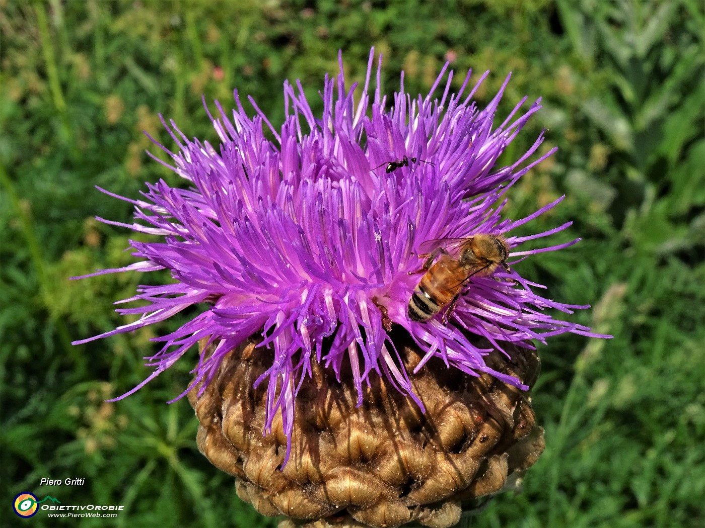 13 Rhaponticum scariosum (Fiordaliso rapontico) con ape  sui magri pascoli in Alpe Arera.JPG